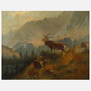Röhrender Hirsch im Gebirge