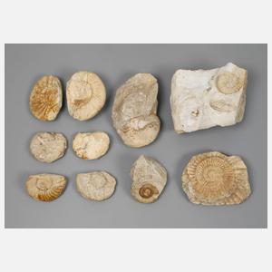 Konvolut Fossilien