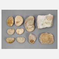 Konvolut Fossilien111