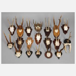 Konvolut Jagdtrophäen