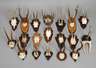 Konvolut Jagdtrophäen