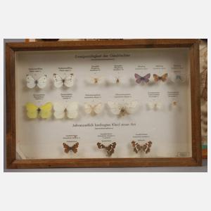 Drei Schaukästen mit entomologischen Präparaten
