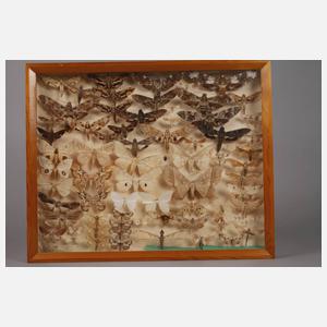 Drei Schaukästen mit entomologischen Präparaten