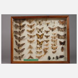 Drei Schaukästen mit entomologischen Präparaten