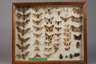Drei Schaukästen mit entomologischen Präparaten