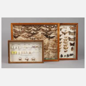 Drei Schaukästen mit entomologischen Präparaten