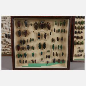 Entomologische Sammlung