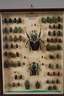 Entomologische Sammlung