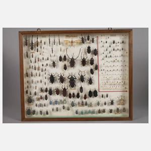 Entomologische Sammlung