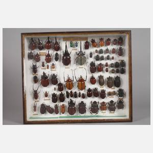 Entomologische Sammlung