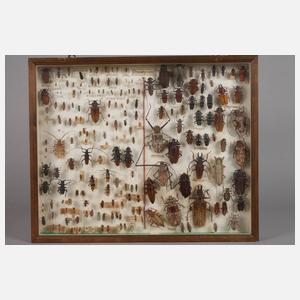 Entomologische Sammlung