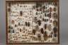 Entomologische Sammlung
