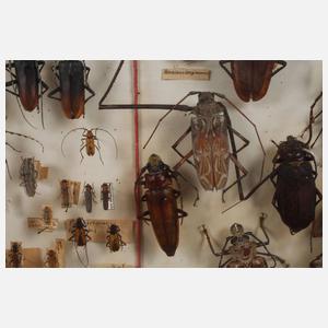 Entomologische Sammlung