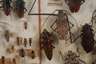 Entomologische Sammlung