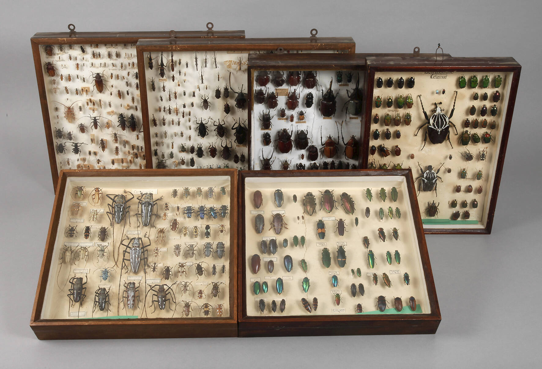 Entomologische Sammlung