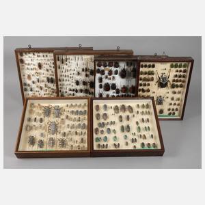 Entomologische Sammlung