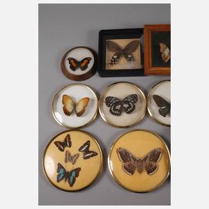 Konvolut lepidopterologische Präparate