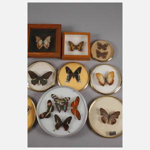 Konvolut lepidopterologische Präparate