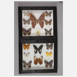 Konvolut lepidopterologische Präparate