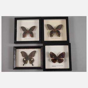 Konvolut lepidopterologische Präparate