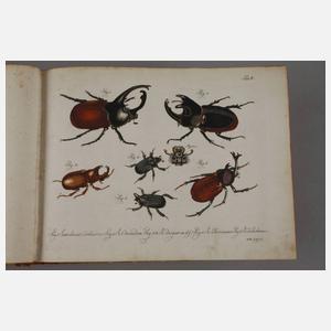 Tafelband zum Natursystem aller in- und ausländischen bekannten Insekten