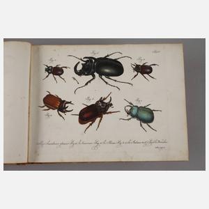 Tafelband zum Natursystem aller in- und ausländischen bekannten Insekten