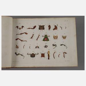 Tafelband zum Natursystem aller in- und ausländischen bekannten Insekten