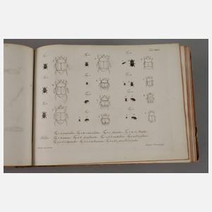 Tafelband zum Natursystem aller in- und ausländischen bekannten Insekten