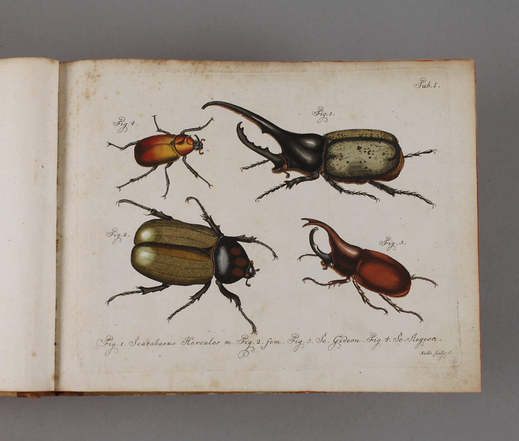 Tafelband zum Natursystem aller in- und ausländischen bekannten Insekten