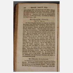 Naturgeschichte für Kinder