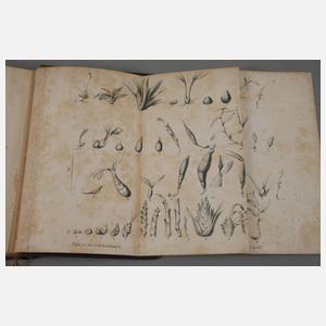 Praktische Studien an der Familie der Orchideen