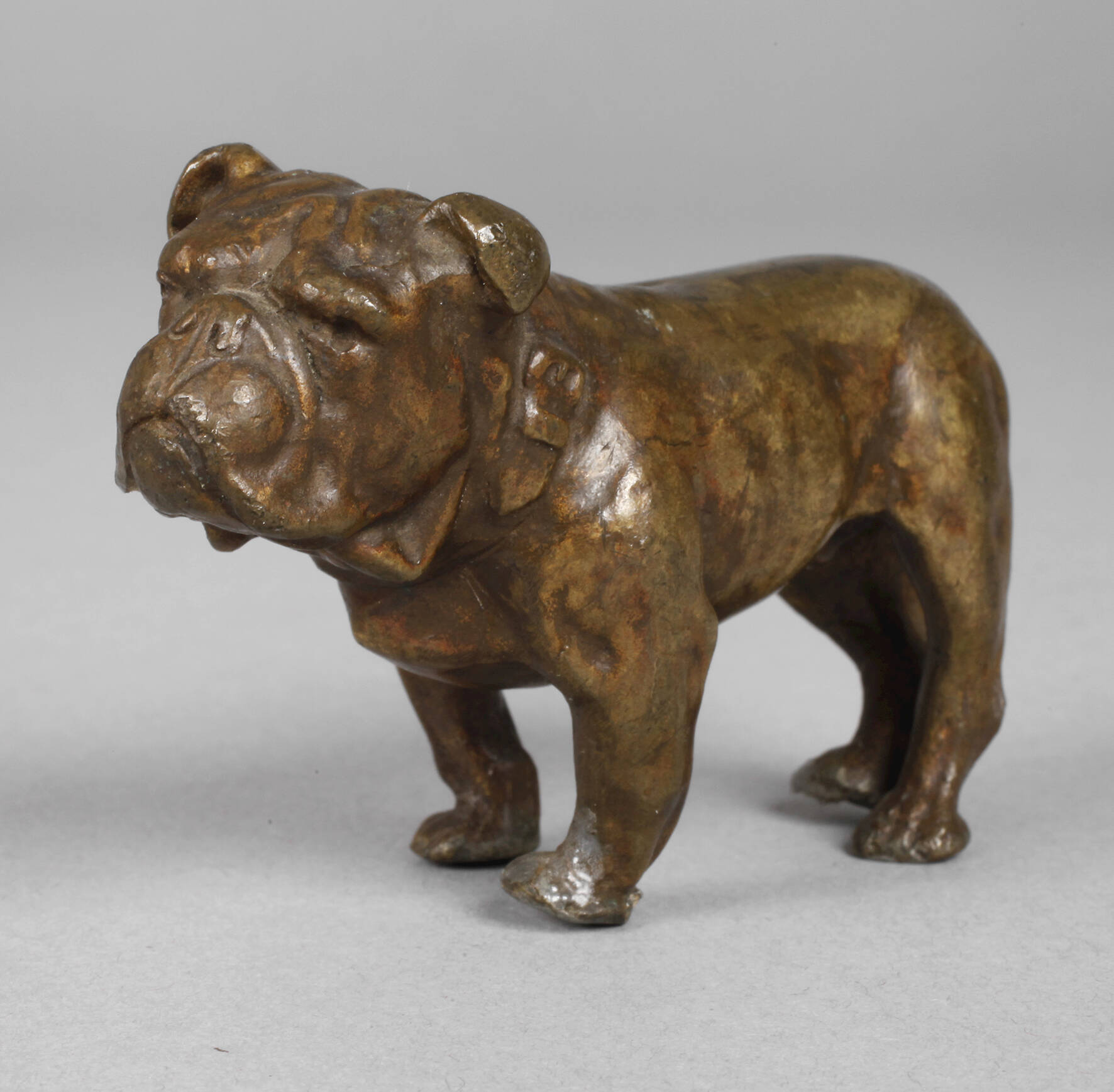 Kleinbronze Bulldogge