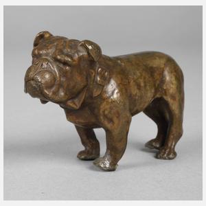 Kleinbronze Bulldogge