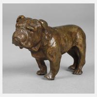 Kleinbronze Bulldogge111