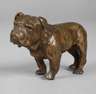 Kleinbronze Bulldogge
