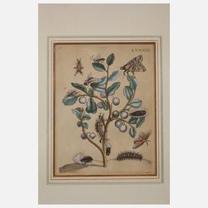 Paar botanische Tafeln