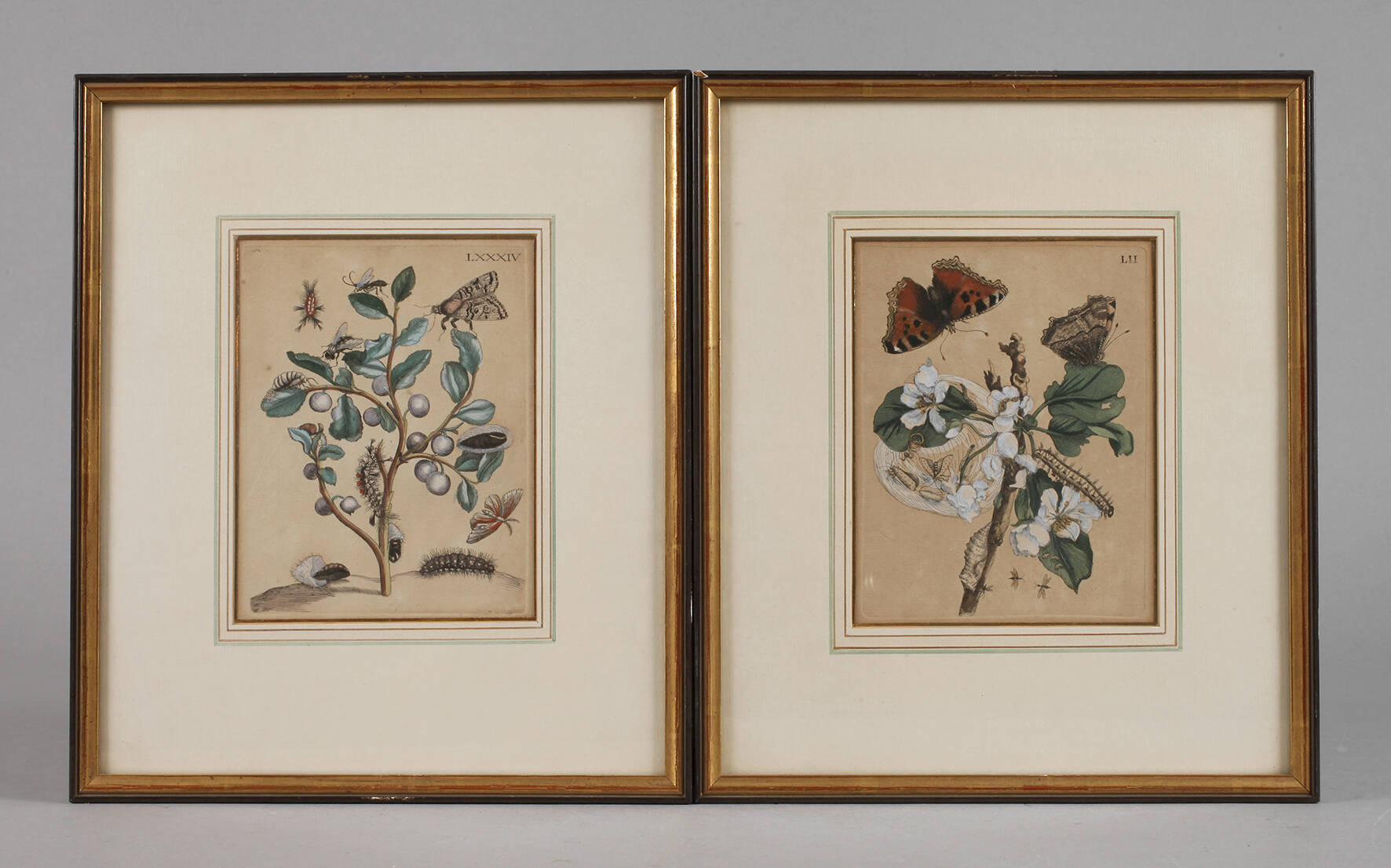 Paar botanische Tafeln