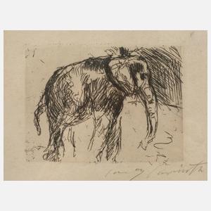 Prof. Lovis Corinth, Elefant