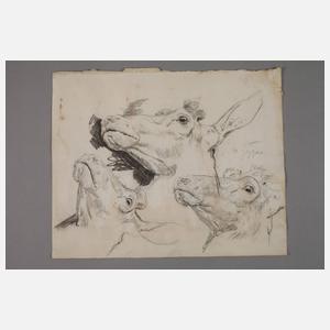 Prof. Ernst Moritz Geyger, Rinderstudie