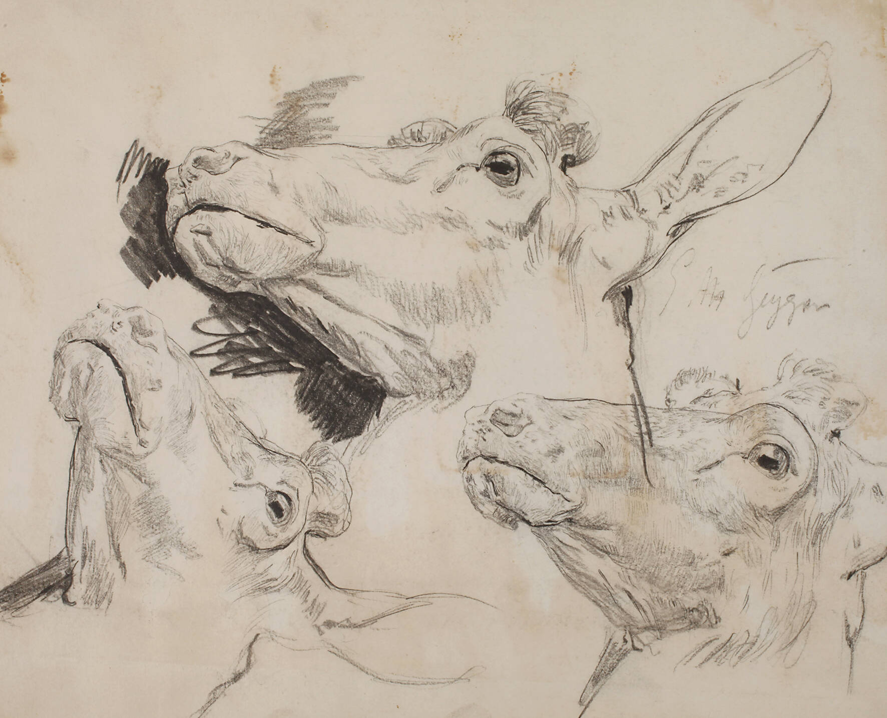 Prof. Ernst Moritz Geyger, Rinderstudie