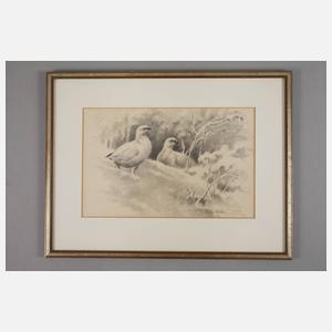 Ernst-Ludwig von Aster, Konvolut Tierdarstellungen