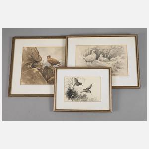 Ernst-Ludwig von Aster, Konvolut Tierdarstellungen