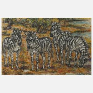 Fritz von Heider, Zebras