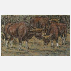 Fritz von Heider, Rinder