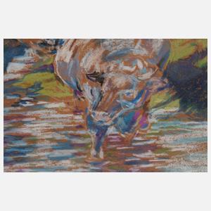 Kühe in der Schwemme