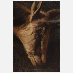 Rezsö Kárpáty, Erlegte Gams