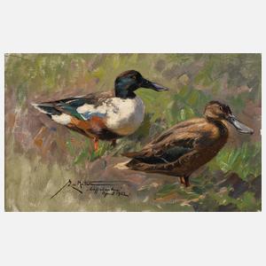 Ernst Ludwig von Aster, "Löffelenten"