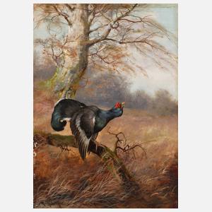 Max Hänger sen., Balzender Auerhahn