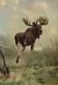 Moritz Pathé der Jüngere, Elch in sumpfiger Landschaft