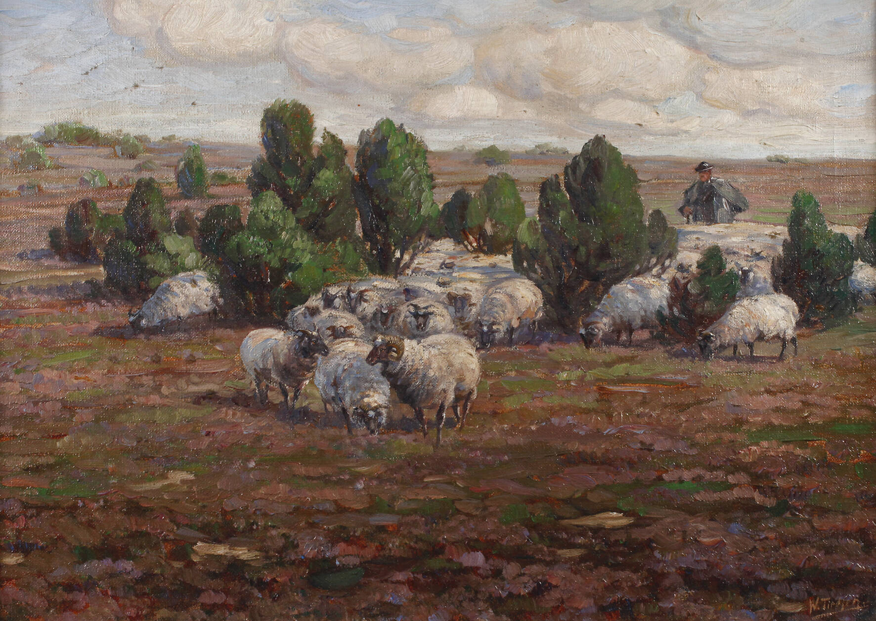 Willy Tiedjen, Schafe in der Lüneburger Heide